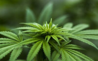 Her er fordelene ved, at man bruger cannabisolie