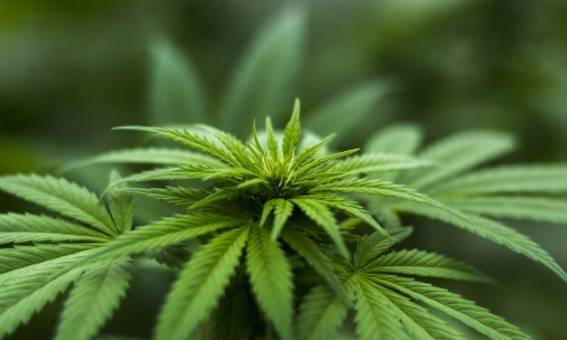 Her er fordelene ved, at man bruger cannabisolie